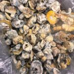 A Exotic Albinos NO SHAKE - Monsieur smokparadise.shop