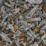 A Gold Cap Peruvians - Monsieur smokparadise.shop