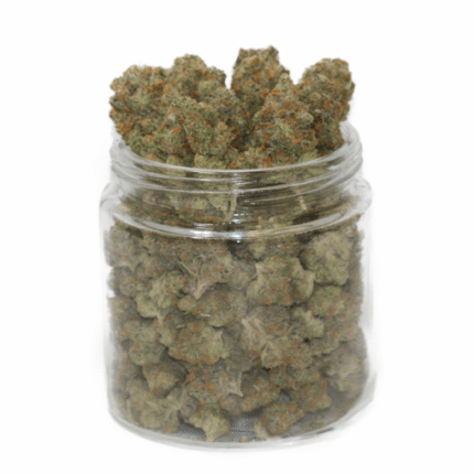 King TutKing Tut Weed – Cannabis Sativa énergisant à 20 % THC pour créativité et bonne humeur - smokparadise.shop