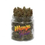Mango Haze Weed – Cannabis Sativa 20 % THC au goût fruité et effet énergisant